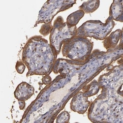 CD55/DAF Antibody, Novus Biologicals 25 &mu;L; Unlabeled:Antibodies, Polyclonal